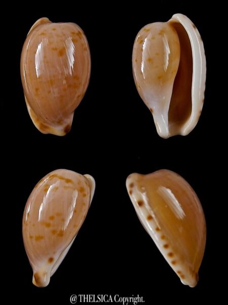 Cypraeovula edentula 18,9 mm Gem-0