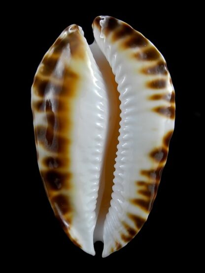Zoila marginata marginata bataviensis 53,8 mm Gem-23295