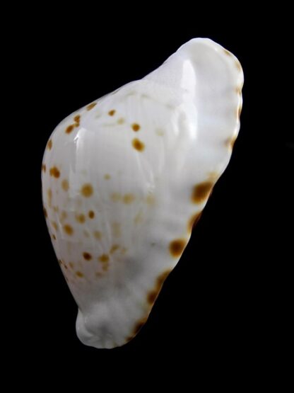 Zoila marginata marginata bataviensis 53,8 mm Gem-23298