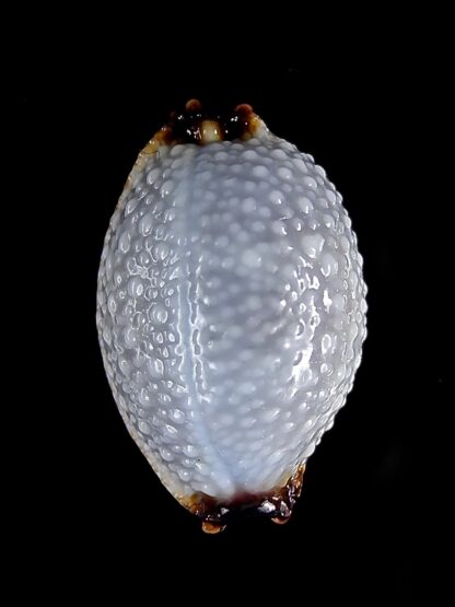 Cypraea staphylaea f. consobrina. 19,3 mm GEM-22402