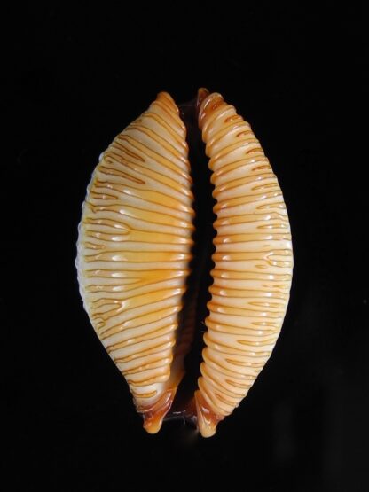 Cypraea staphylaea f. consobrina. 19,3 mm GEM-22403