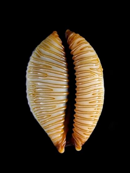 Cypraea staphylaea f. consobrina. 19,6 mm GEM-22413