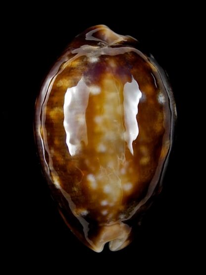 Lyncina vitellus orcina ..DWARF Niger Rostrate... 33,9 mm Gem-22234