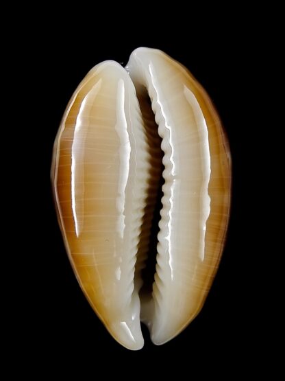 Lyncina vitellus orcina ..DWARF Niger Rostrate... 33,9 mm Gem-22235
