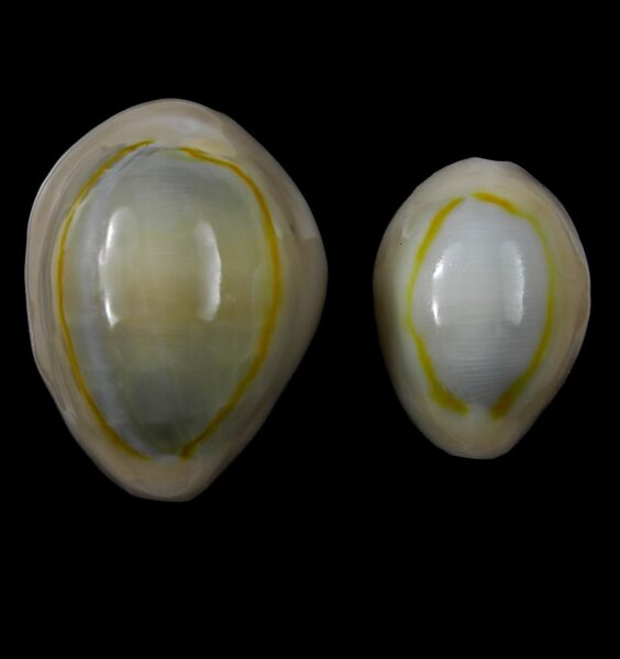 Monetaria annulus 29,7 / 21,8 mm Gem-0