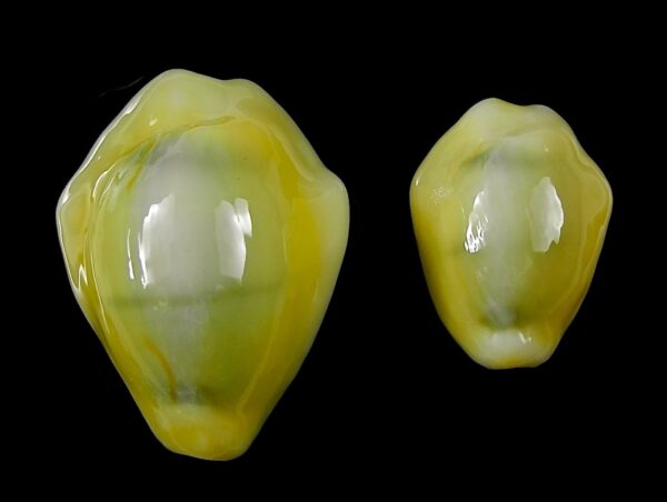 Monetaria moneta 27,2 / 18,6 mm Gem-0