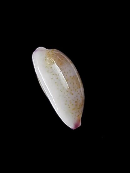 Purpuradusta serrulifera 9,8 mm Gem-22396