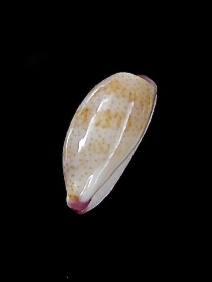 Purpuradusta serrulifera 9,8 mm Gem-22394