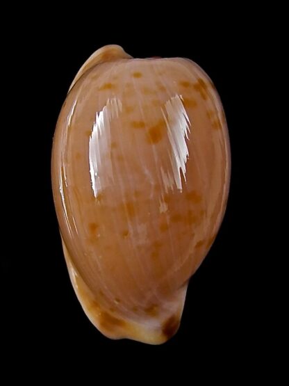 Cypraeovula edentula 18,9 mm Gem-22174