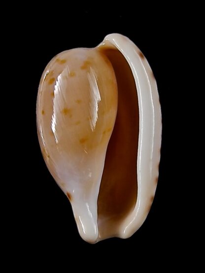 Cypraeovula edentula 18,9 mm Gem-22177