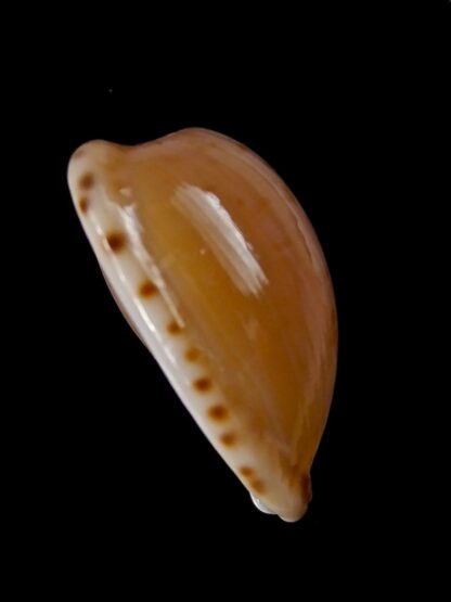 Cypraeovula edentula 18,9 mm Gem-22175