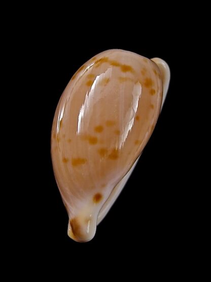 Cypraeovula edentula 18,9 mm Gem-22176