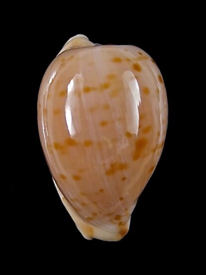 Cypraeovula edentula 18,1 mm Gem-22164