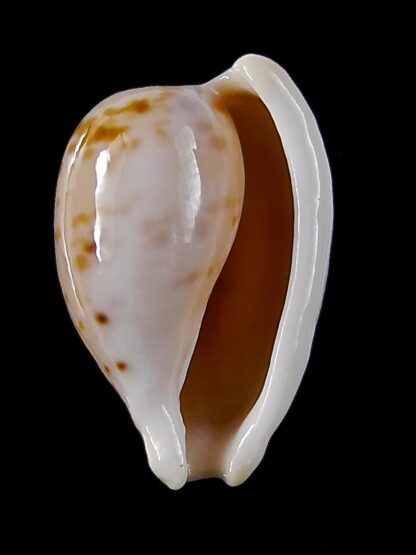 Cypraeovula edentula 18,1 mm Gem-22166