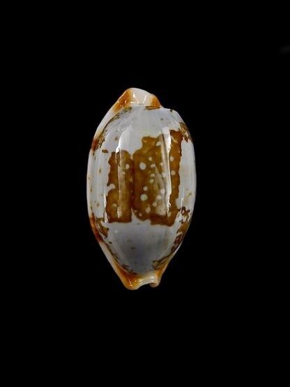 Bistolida stolida rubiginosa 24,5 mm Gem-22736