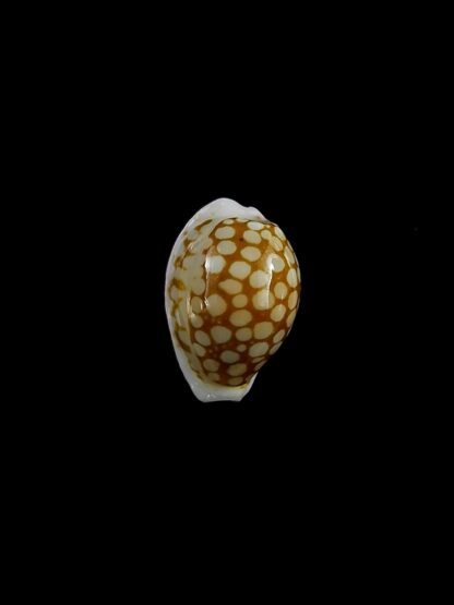 Cribrarula toliaraensis 14,1 mm Gem-22739