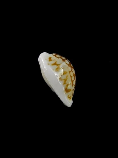 Cribrarula toliaraensis 14,1 mm Gem-22741