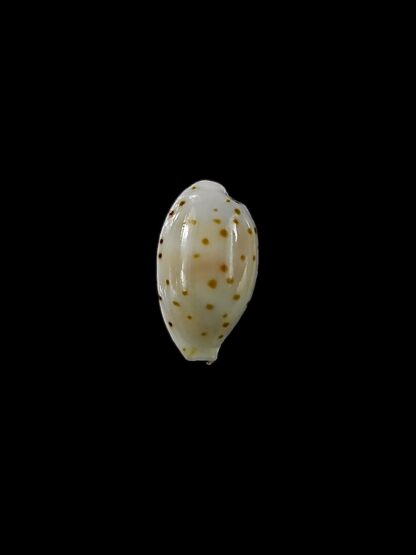Ransionella punctata trizonata 11,1 mm Gem-22778