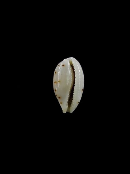 Ransionella punctata trizonata 11,1 mm Gem-22782