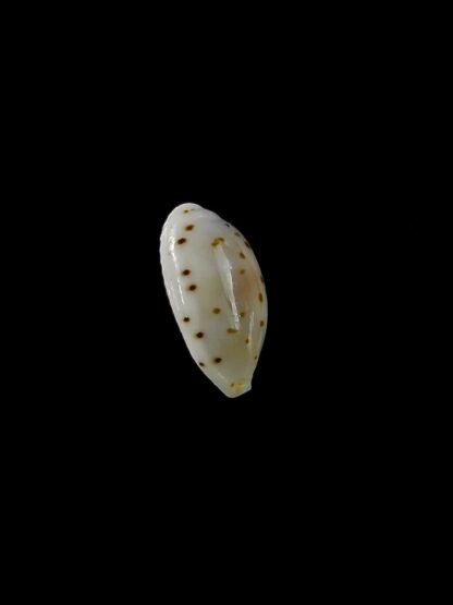 Ransionella punctata trizonata 11,1 mm Gem-22779