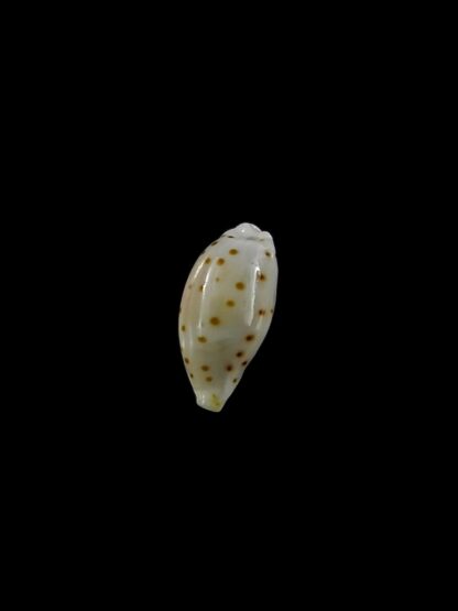 Ransionella punctata trizonata 11,1 mm Gem-22781