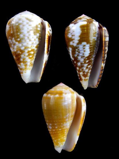 Pionoconus catus 35 / 34,4 / 33,5 mm Gem-22786