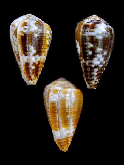 Pionoconus catus 35 / 34,4 / 33,5 mm Gem-22787