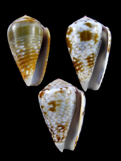Pionoconus catus 37,9 / 35,9 / 37,7 mm Gem-22829