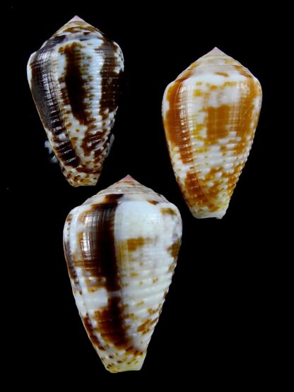Pionoconus catus 39,3 / 36,9 / 35,9 mm Gem-22853