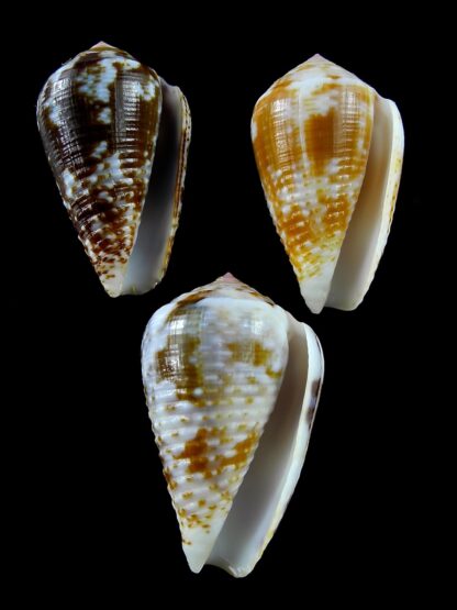 Pionoconus catus 39,3 / 36,9 / 35,9 mm Gem-22854