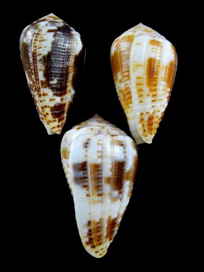 Pionoconus catus 39,3 / 36,9 / 35,9 mm Gem-22856