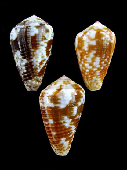 Pionoconus catus 37,3 / 37,4 / 33,3 mm Gem-22818