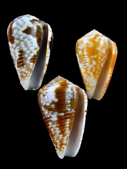 Pionoconus catus 37,3 / 37,4 / 33,3 mm Gem-22819