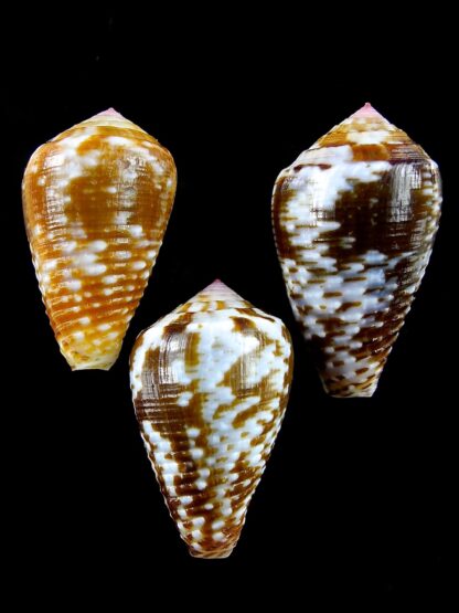 Pionoconus catus 35,9 / 33,1 / 33,2 mm Gem-22793