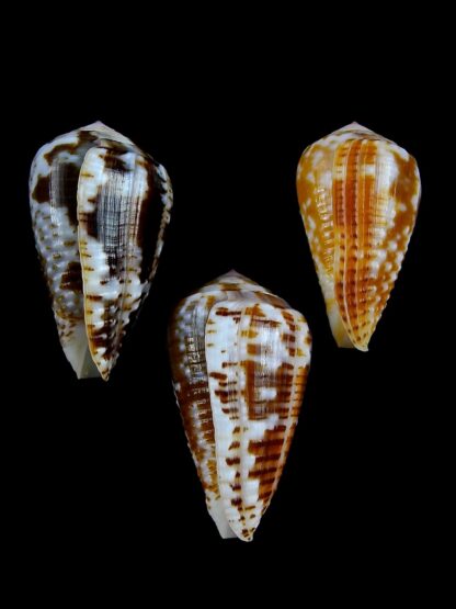Pionoconus catus 37,3 / 37,4 / 33,3 mm Gem-22822