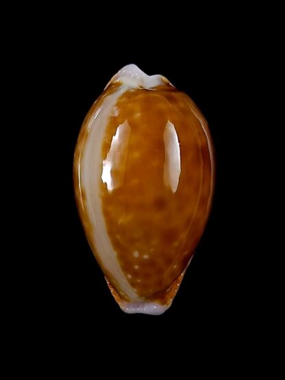 Naria helvola meridionalis 26,3 mm Gem-23245