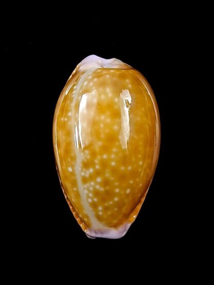 Naria helvola meridionalis 25,5 mm Gem-23235