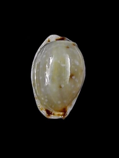 Naria labrolineata helenae 12,8 mm Gem-23205