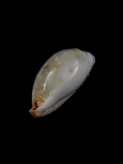 Naria labrolineata helenae 12,8 mm Gem-23207