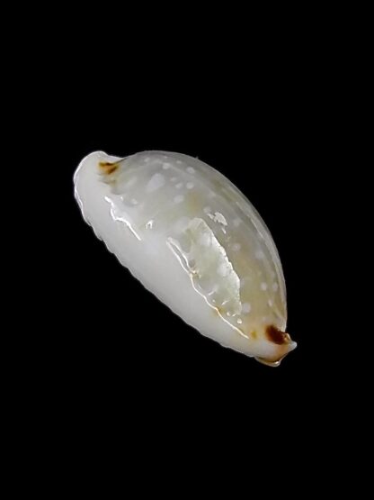 Naria labrolineata helenae 12,8 mm Gem-23209