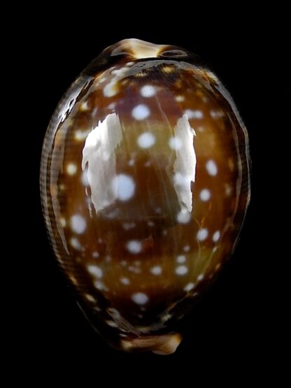 Lyncina vitellus orcina 40,8 mm Gem-23389