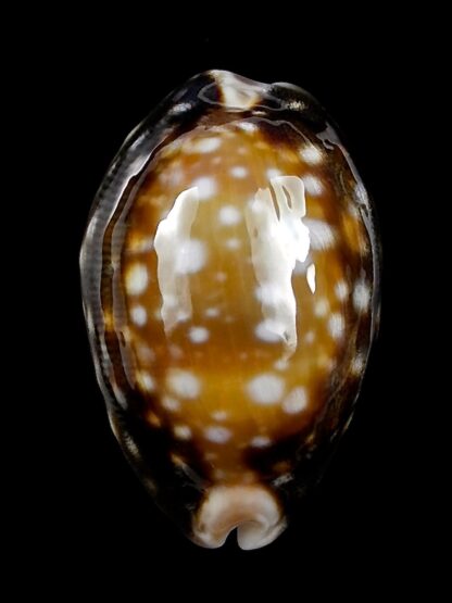 Lyncina vitellus orcina 33,8 mm Gem-23369