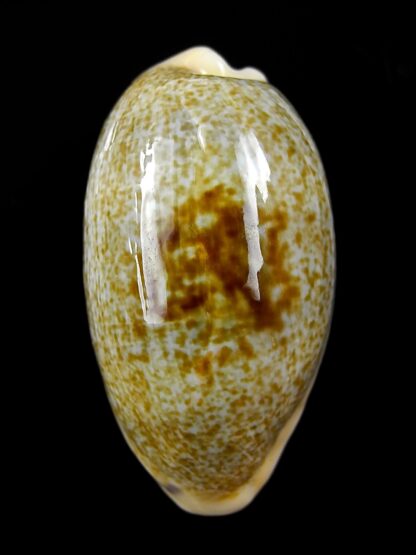 Erronea errones coxi " Very big size" 38,3 mm Gem-23459