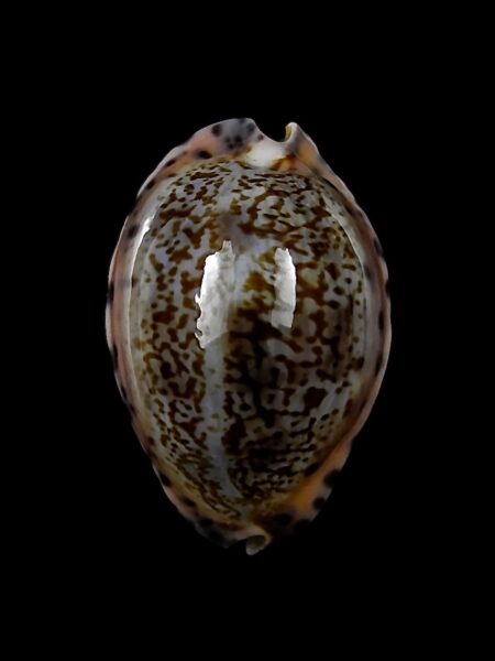 Pseudozonaria arabicula 26,8 mm Gem-23684