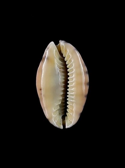 Pseudozonaria arabicula 20,5 mm Gem-23650