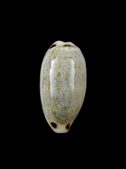 Eclogavena quadrimaculata thielei 22,4 mm Gem-23629
