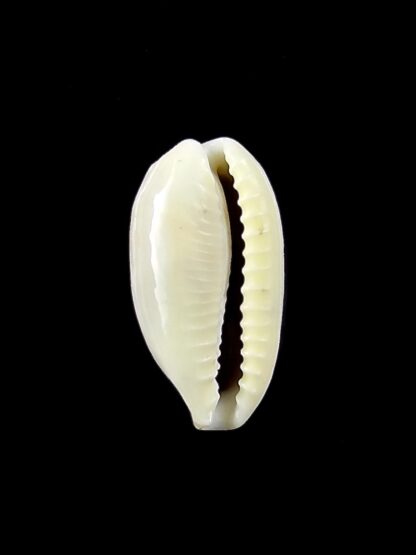 Eclogavena quadrimaculata thielei 22,4 mm Gem-23630