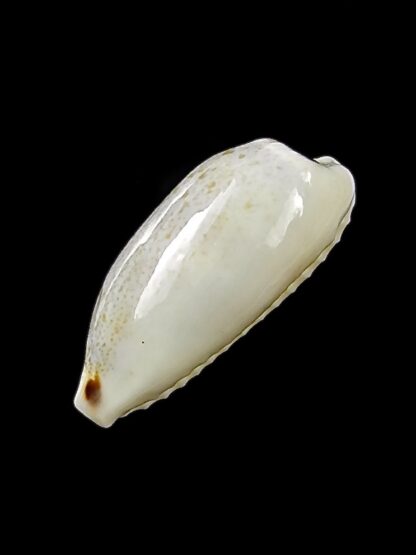Eclogavena quadrimaculata thielei 22,4 mm Gem-23631