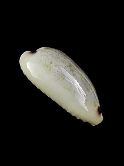 Eclogavena quadrimaculata thielei 22,4 mm Gem-23632