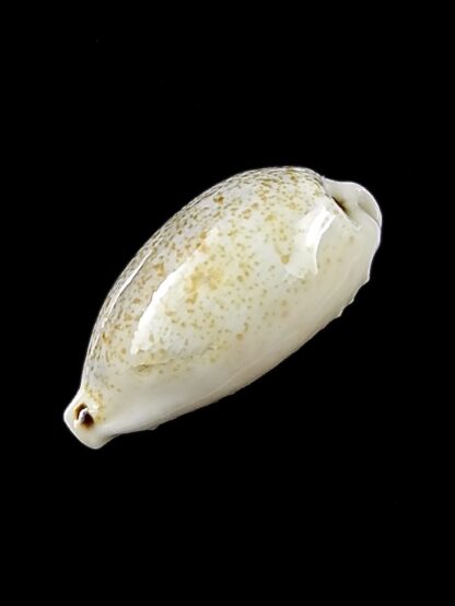 Eclogavena quadrimaculata thielei 21,3 mm Gem-23621